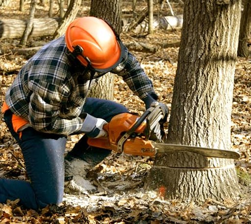 Tree Removal in Newalla, OK